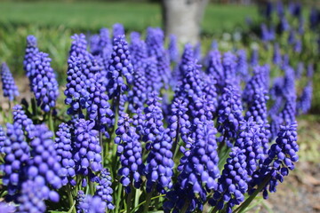 Fototapeta premium purple flowers