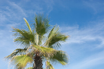 Palmera con cielo azul y nubes