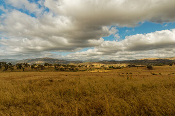 Obraz premium Landscape in Australia with kangaroos and wallaby, Tidbinbilla Nature Reserve, fringe of Namadgi National Park