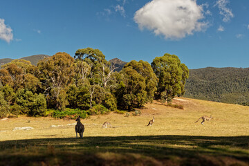 Landscape in Australia with kangaroos and wallaby, Tidbinbilla Nature Reserve, fringe of Namadgi National Park