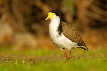 Vanellus miles - Masked Lapwing, wader from Australia and New Zealand. White, brown and yellow water bird