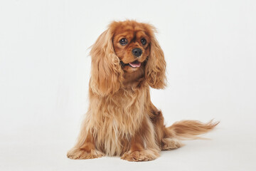 Cocker Spaniel in the Studio on a white background