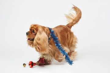 Cocker Spaniel with Christmas decorations. The concept of Christmas and New year. photo session in the Studio on a white background