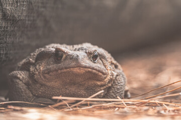 Closeup of a large leaf common frog (Rana temporaria) in summer sunlight