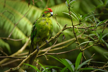 Red-fronted Parakeet - kakariki - Cyanoramphus novaezelandiae endemic bird sitting on the typical...