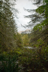 Lower mainland (Vancouver BC) mountains seen through the forest foliage. 