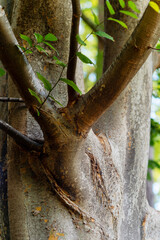 La vie d'un arbre