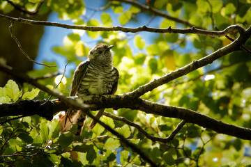 Shining Bronze Cuckoo - Chrysococcyx lucidus - family Cuculidae, Australia, Indonesia, New Caledonia, New Zealand, Papua New Guinea, Solomon Islands, Vanuatu. Previously called Chalcites lucidus