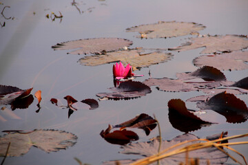 lotus flowers and their leaves in the lake