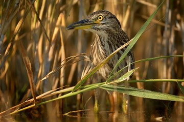 Black-crowned Night-Heron - Nycticorax nycticorax hunting in the reed, medium-sized herons which often are migratory