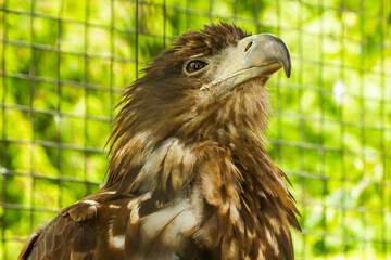 steppe eagle on the background of green grass