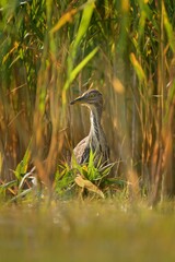 Black-crowned Night-Heron - Nycticorax nycticorax hunting in the reed, medium-sized herons which often are migratory