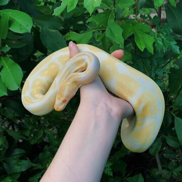 python in the bushes
