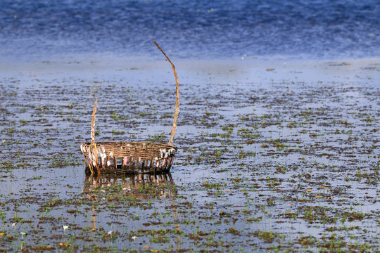 old flower basket thrown into a pond in arembepe, Bahia, Brazil. Trash left as a gift