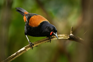 Singing North Island Saddleback - Philesturnus rufusater - tieke in the New Zealand Forest, very...