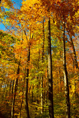 autumn in the forest