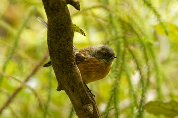 Rhipidura fuliginosa - Fantail - piwakawaka in Maori language - sitting on the branch in the forest of New Zealand