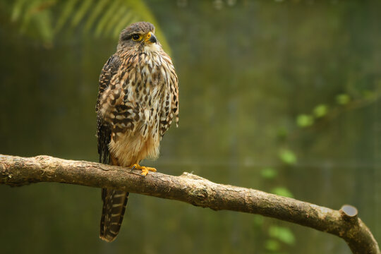 New Zealand Falcon - Falco novaeseelandiae - Karearea bird of prey from New Zealand, also called bush hawk and sparrow hawk