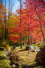 autumn in the forest 