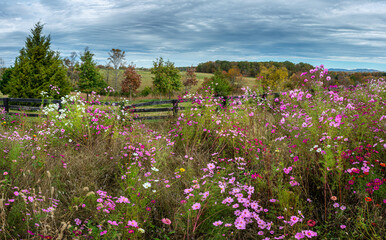 Field of cosmos and other flowers in central Virginia in autumn.