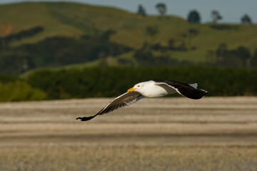 Southern black-backed gull - Larus dominicanus - karoro in maori, also known as Kelp Gull or Dominican or Cape Gull, breeds on coasts and islands through much of the southern hemisphere