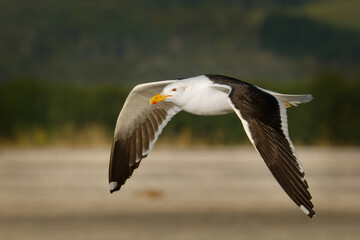Southern black-backed gull - Larus dominicanus - karoro in maori, also known as Kelp Gull or Dominican or Cape Gull, breeds on coasts and islands through much of the southern hemisphere