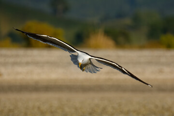 Southern black-backed gull - Larus dominicanus - karoro in maori, also known as Kelp Gull or Dominican or Cape Gull, breeds on coasts and islands through much of the southern hemisphere