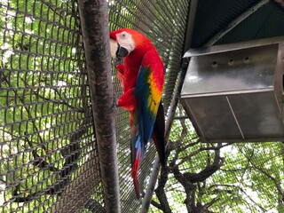 parrot in cage