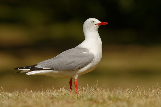 Red-billed Gull - Chroicocephalus scopulinus also Mackerel or Dolphin Gull, native of New Zealand, Maori name of this species is Tarapunga or Akiaki. White and grey bird with red beak and leggs