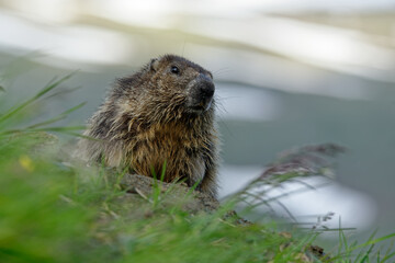 The alpine marmot (Marmota marmota) on the alpine meadow,  large ground-dwelling squirrel, from the genus of marmots