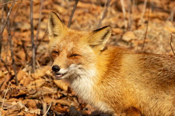 A fox among dry autumn grass at Cape Tobizin on Russian Island in Vladivostok.