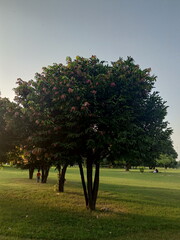 Tree in the park.