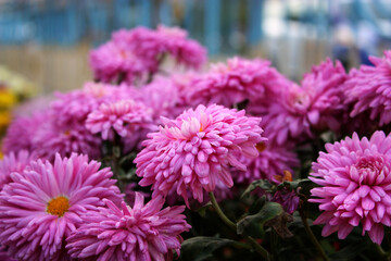 Vibrant beautiful pink chrysanths in full bloom on the flower bed. Big flower heads with deep pink petals and orange stamens. October nature.