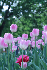 tulips in the garden