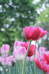 pink and white tulips.spring flowers. floral background. spring background. tulips. primroses. spring and easter. summer flowers. flowers in the park.