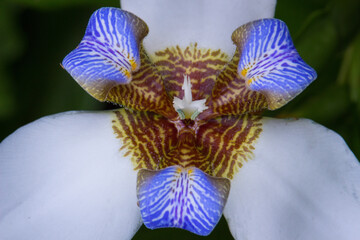 Iris Caminante - Neomarica Candida (lirio Misionero) -  flower in a garden -  zenith macro
