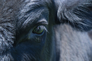 close-up of a cow's eye