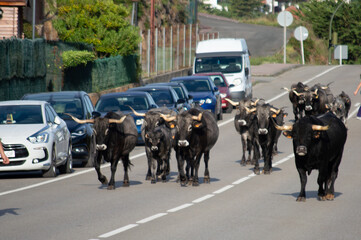 A herd of cows and  veals walking a road