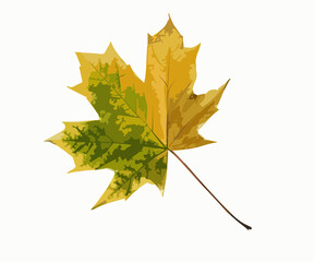 Yellow-orange-green maple leaf on a white background. Isolated vector illustration, autumn concept.