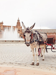 Naklejka na ściany i meble carriage donkey resting from work. Seville (Plaza de Espana), Spain