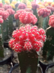 Red cactus. Gymnocalycium mihanovichii cactus.