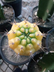Yellow cactus. Gymnocalycium mihanovichii cactus.