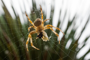 Close shot of a spider on its web