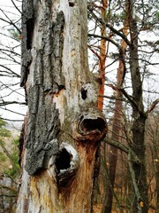 Creepy tree
