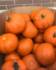 pumpking on sale together