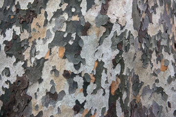Background texture of tree bark. Eucalyptus tree bark texture