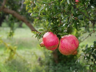 Two large ripe juicy pomegranates hang from a branch against a background of greenery
