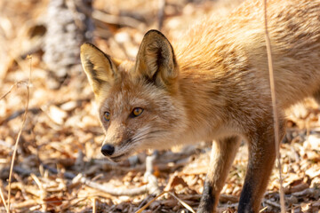 A fox among dry autumn grass at Cape Tobizin on Russian Island in Vladivostok.