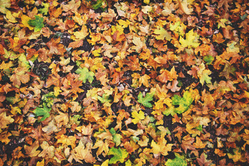 Colorful backround of fallen autumn leaves, space for text. Red, orange, yellow, green fall leaves, top view.
