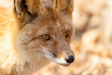 A fox among dry autumn grass at Cape Tobizin on Russian Island in Vladivostok.